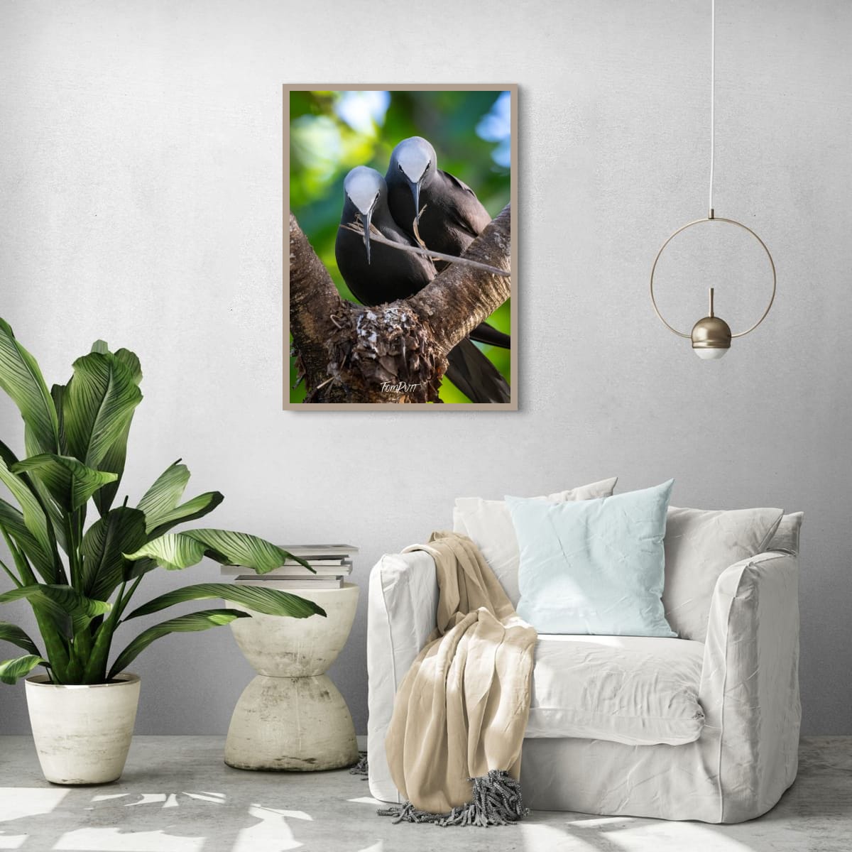 Wilson Island Duo: Two Black Noddies