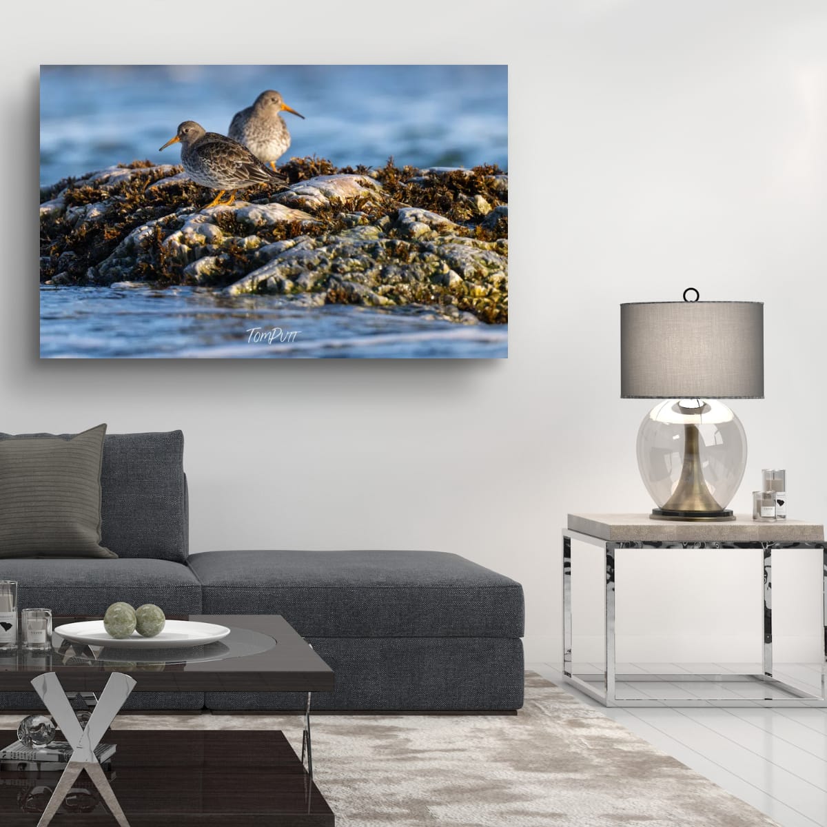 Purple Sandpiper Pair, Svalbard
