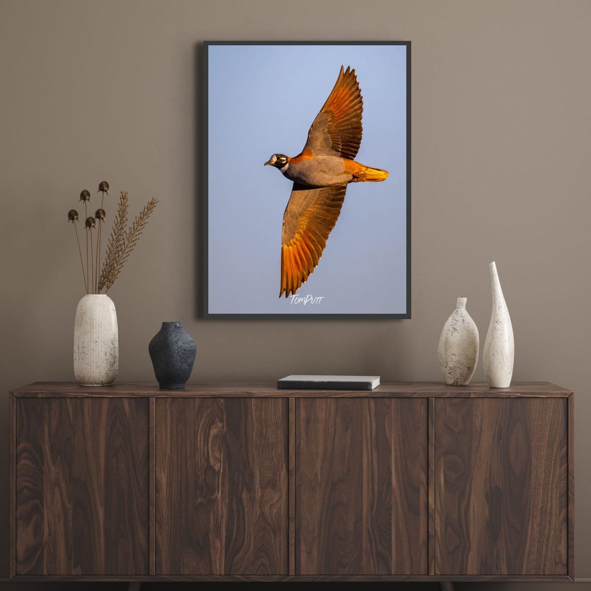 Flock Bronzewing at Dusk