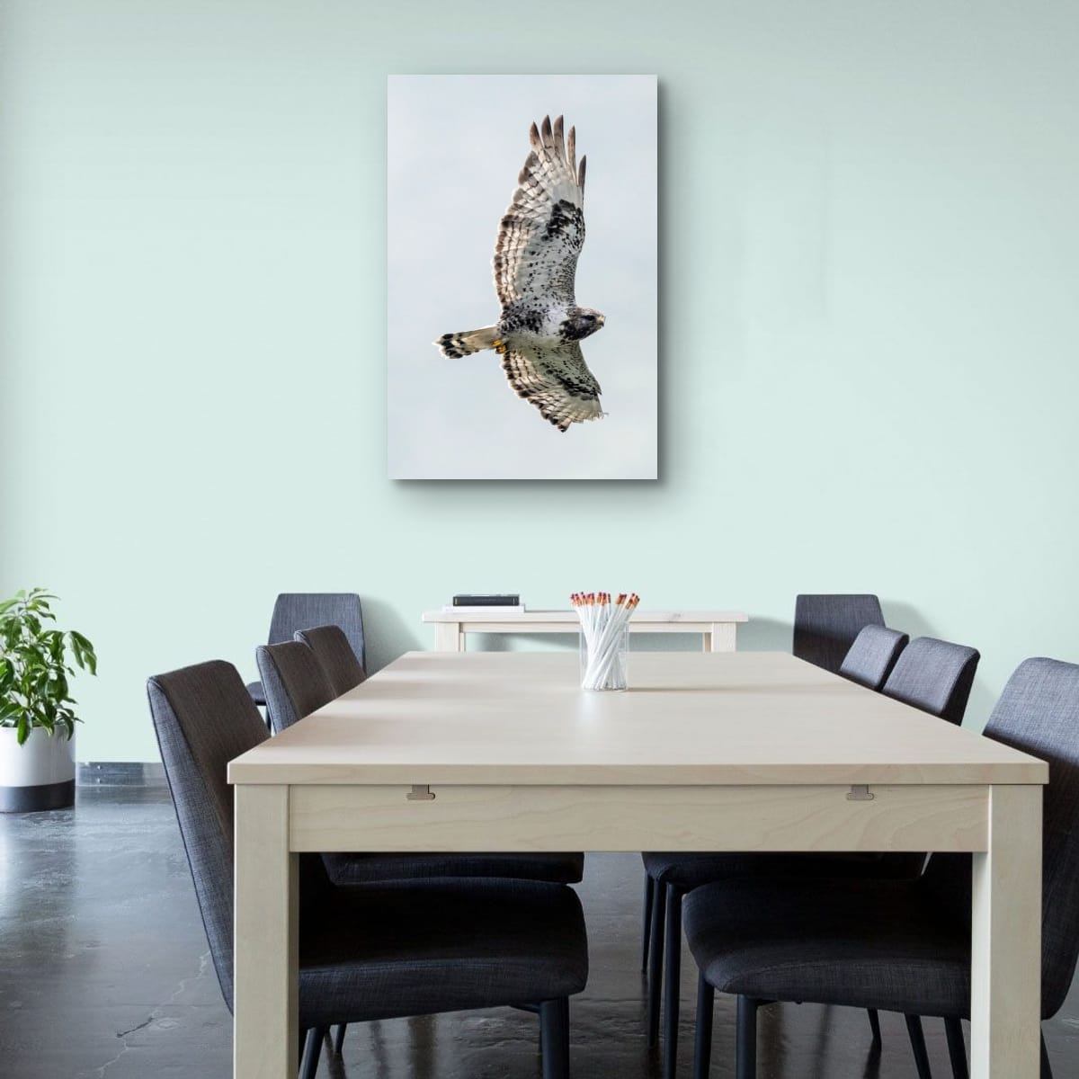 Steady Gaze. Rough-Legged Hawk