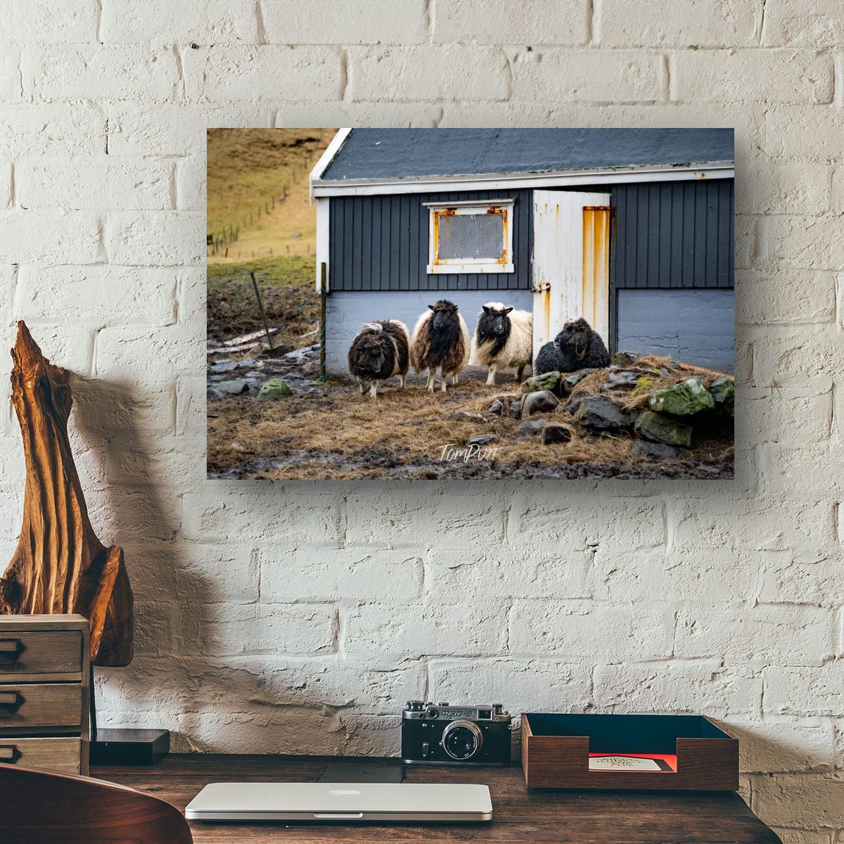 Faroe Island Flock