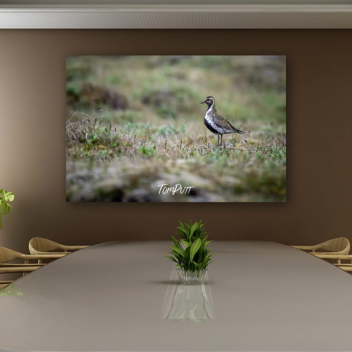 Quiet Sentinel. Golden Plover