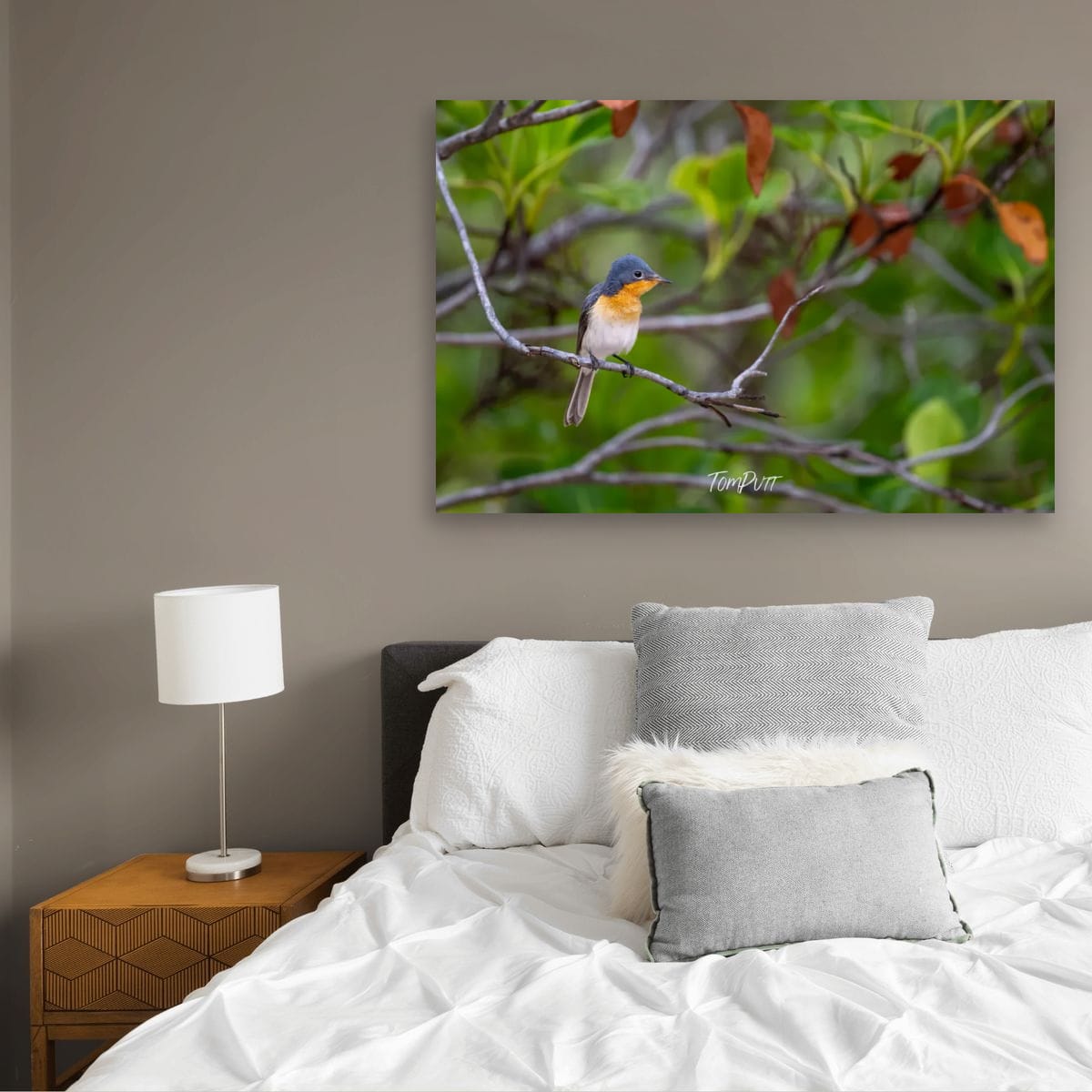 Broad-Billed Flycatcher, Channel Country