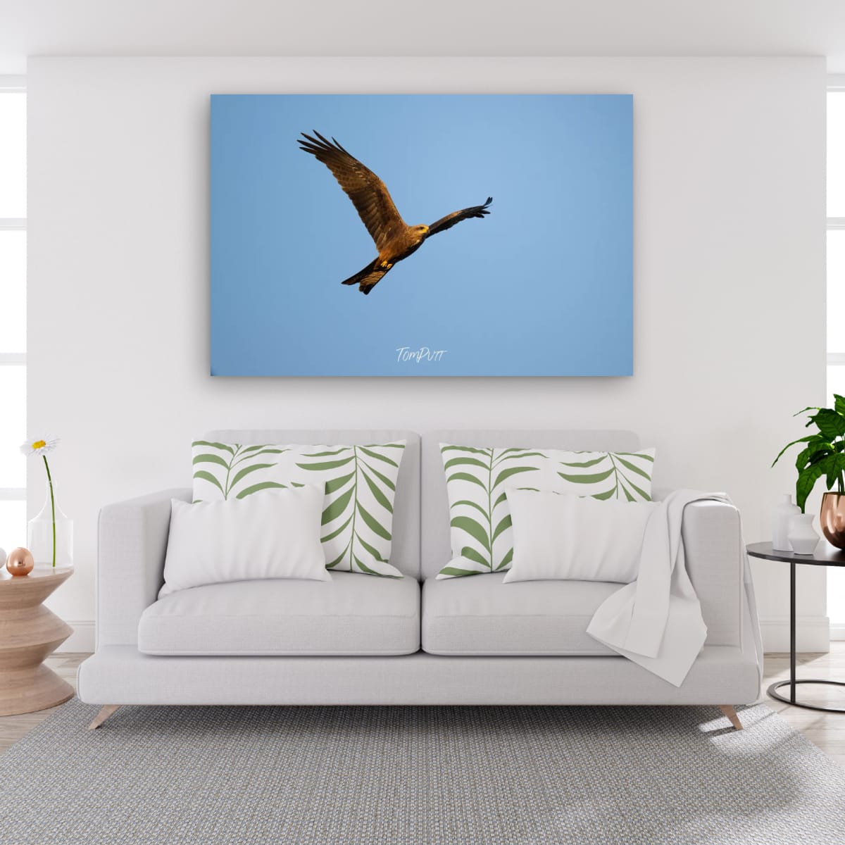 Black Kite Soaring