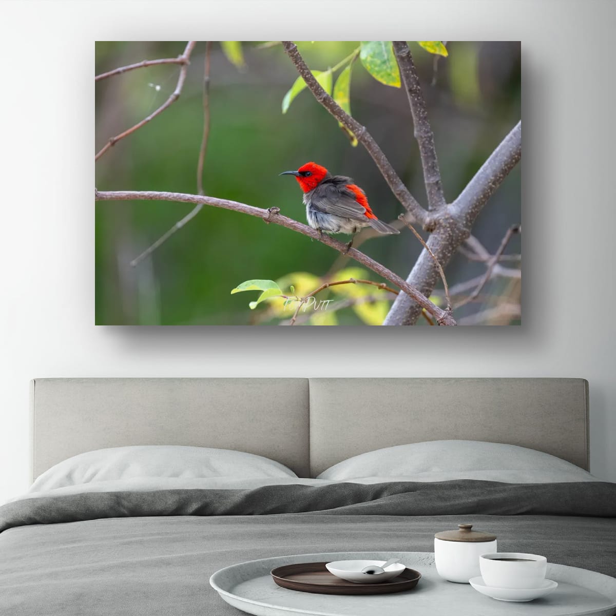 Windblown. Red-Headed Honeyeater