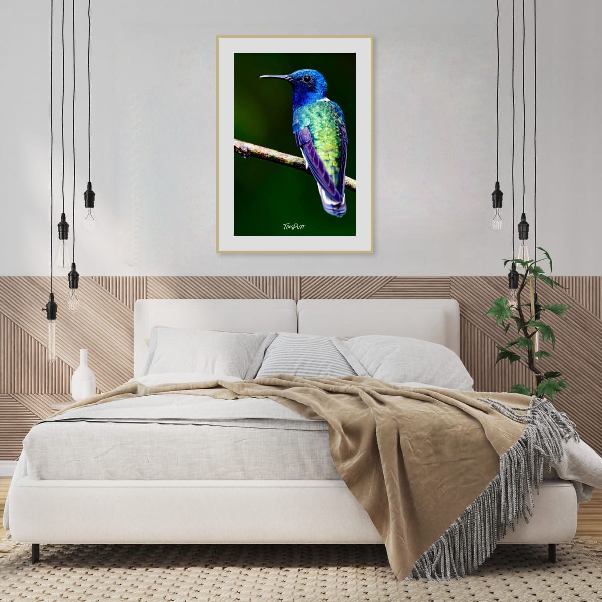 White-necked Jacobin #2, Costa Rica