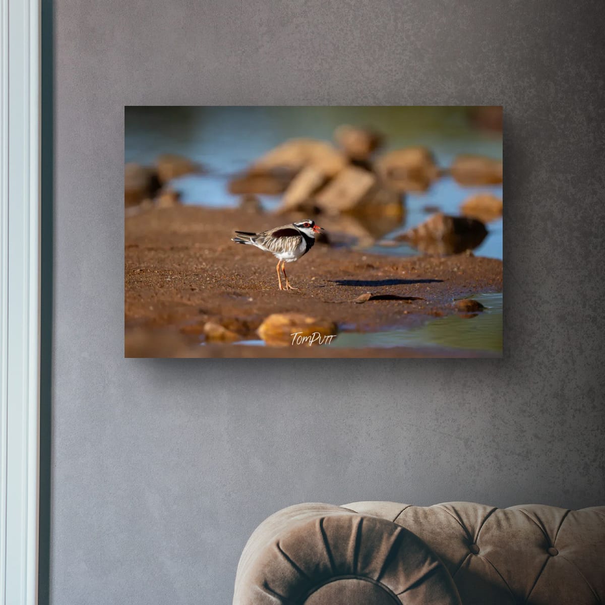 The Call. Black-Fronted Dotterel
