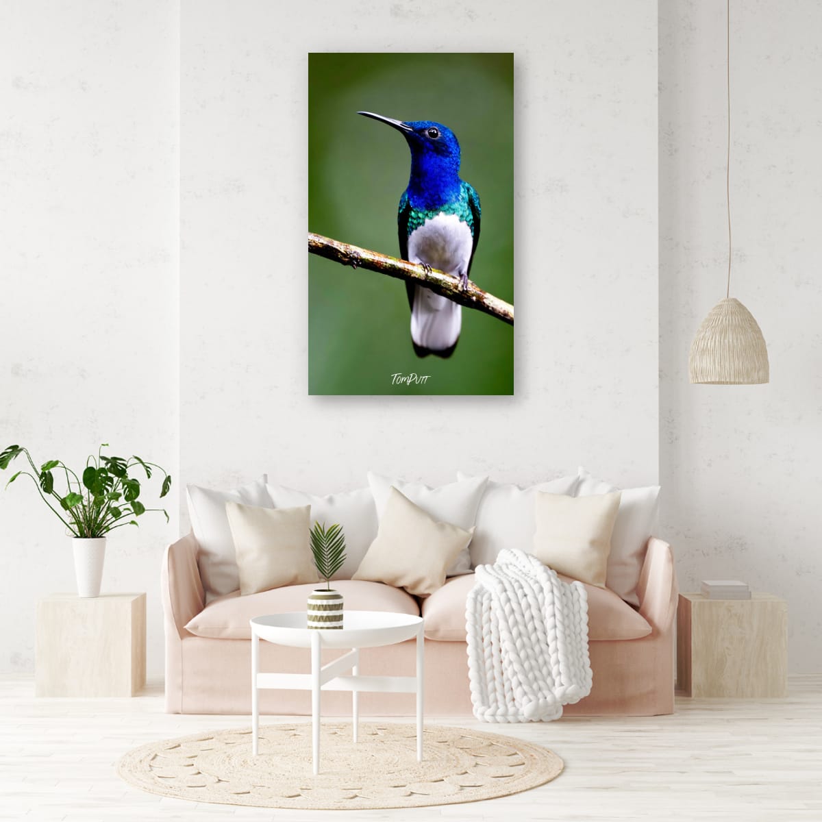 White-necked Jacobin, Costa Rica