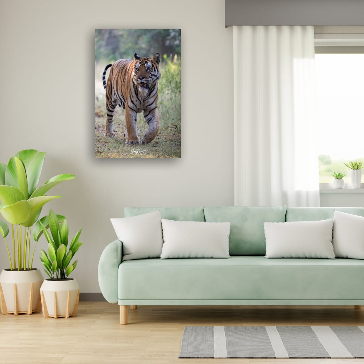 Tiger in Motion, India