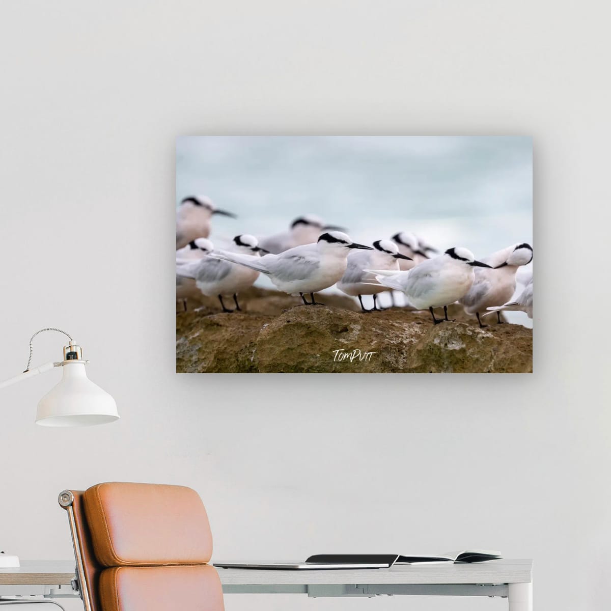 Heron Island Gathering: Black-Napped Terns