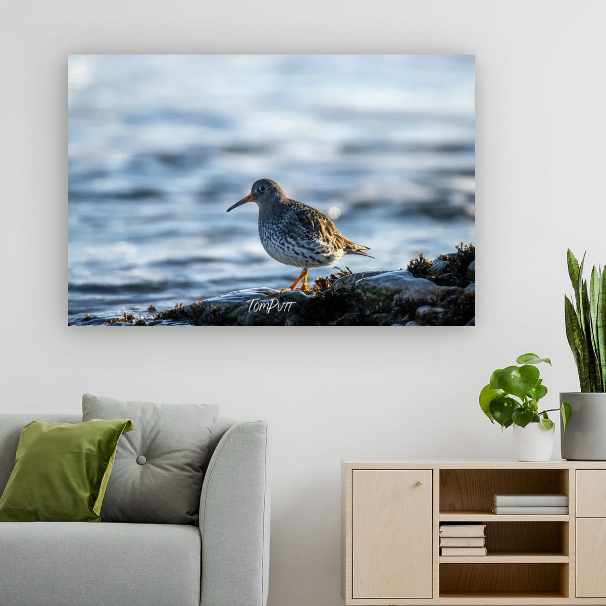 Purple Sandpiper Stroll, Svalbard