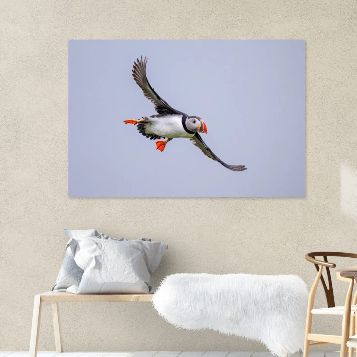 Soaring. Atlantic Puffin