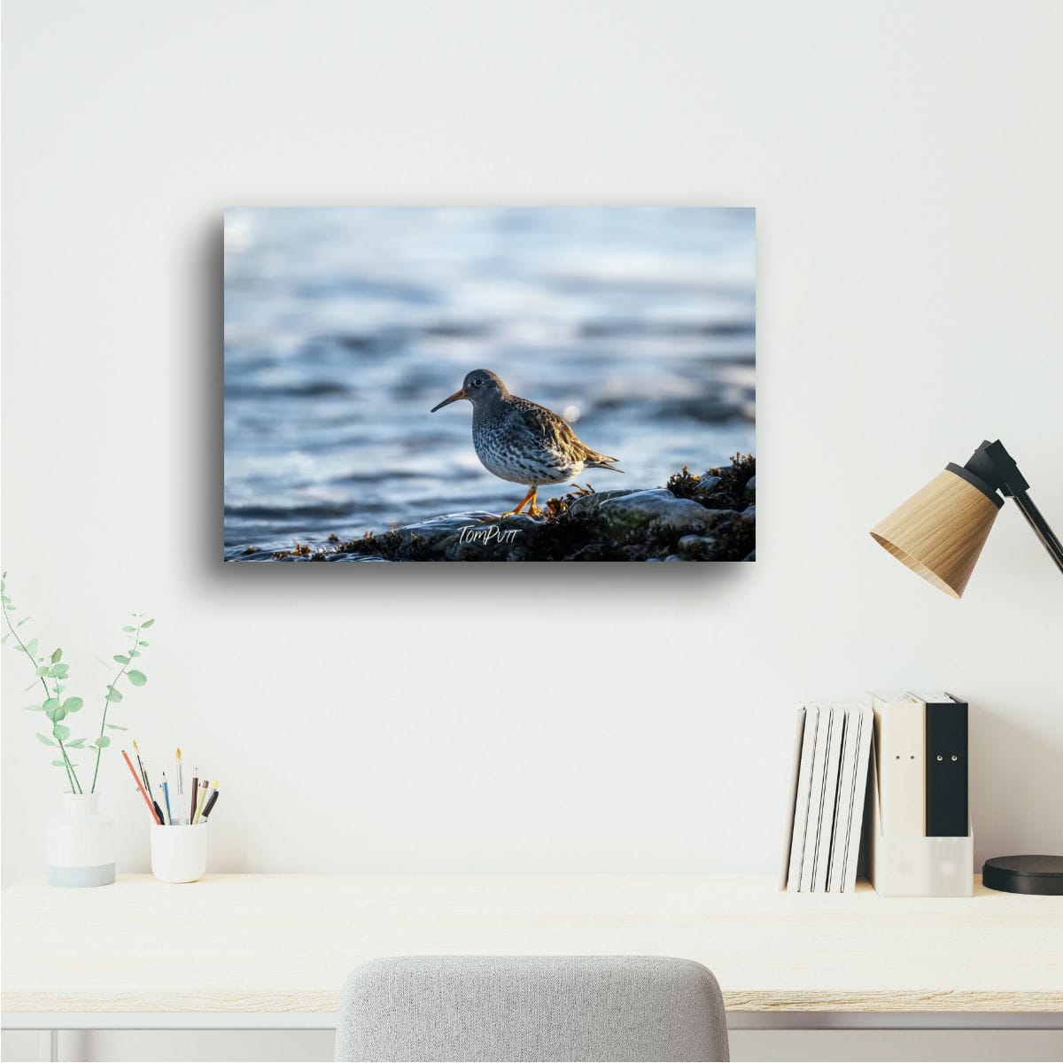 Purple Sandpiper Stroll, Svalbard