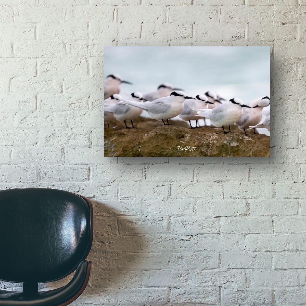 Heron Island Gathering: Black-Napped Terns