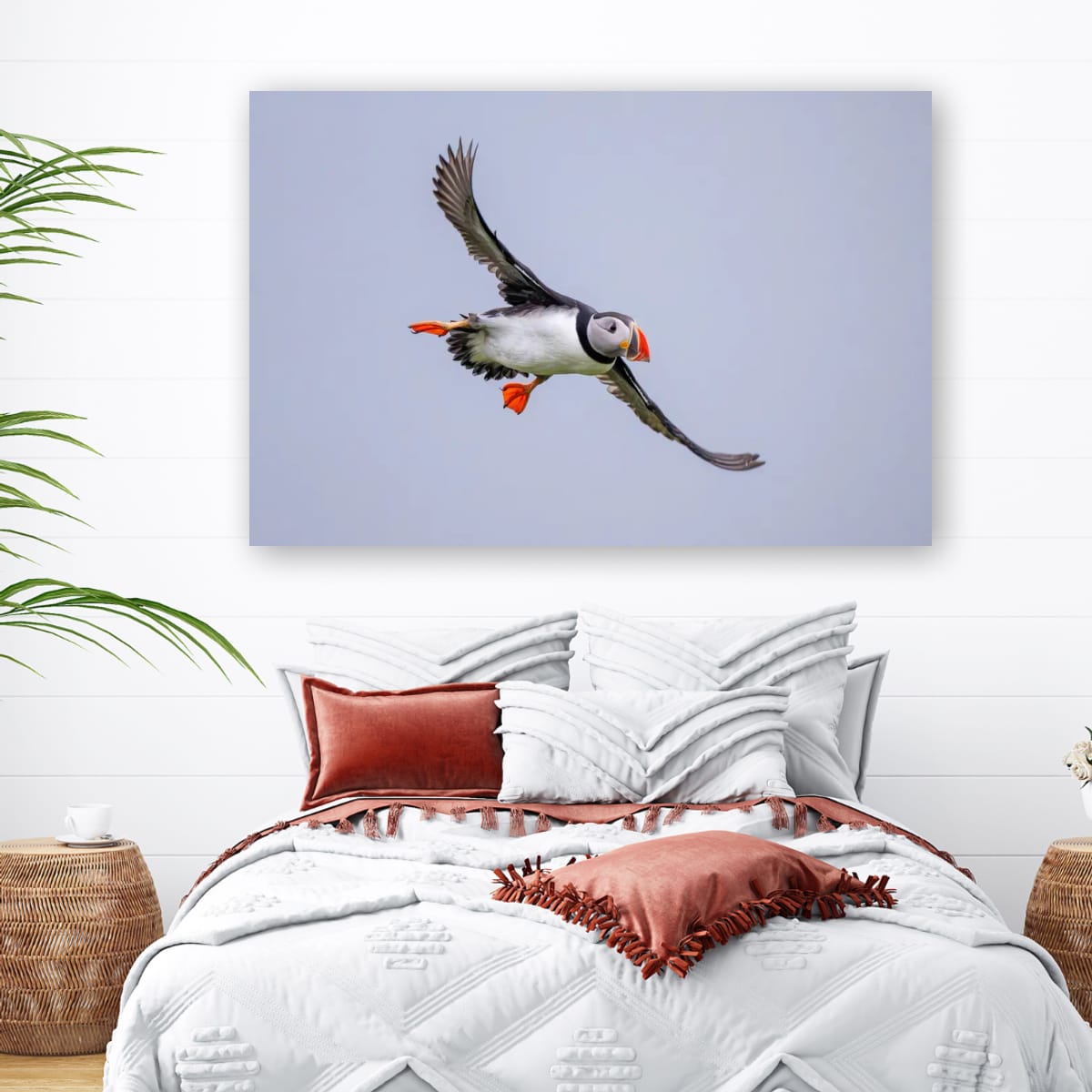 Soaring. Atlantic Puffin
