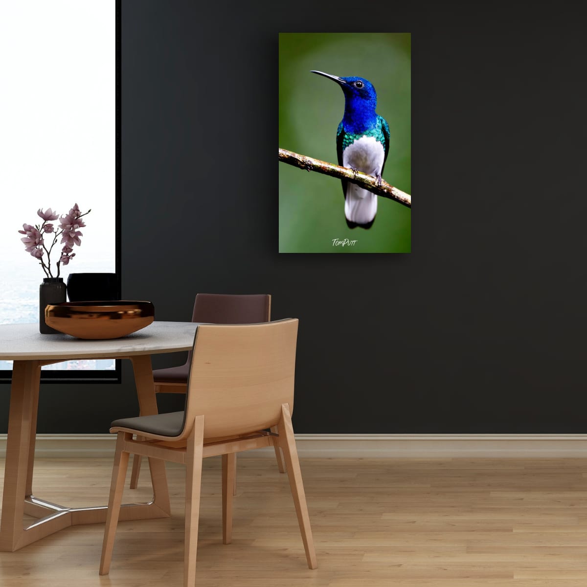 White-necked Jacobin, Costa Rica