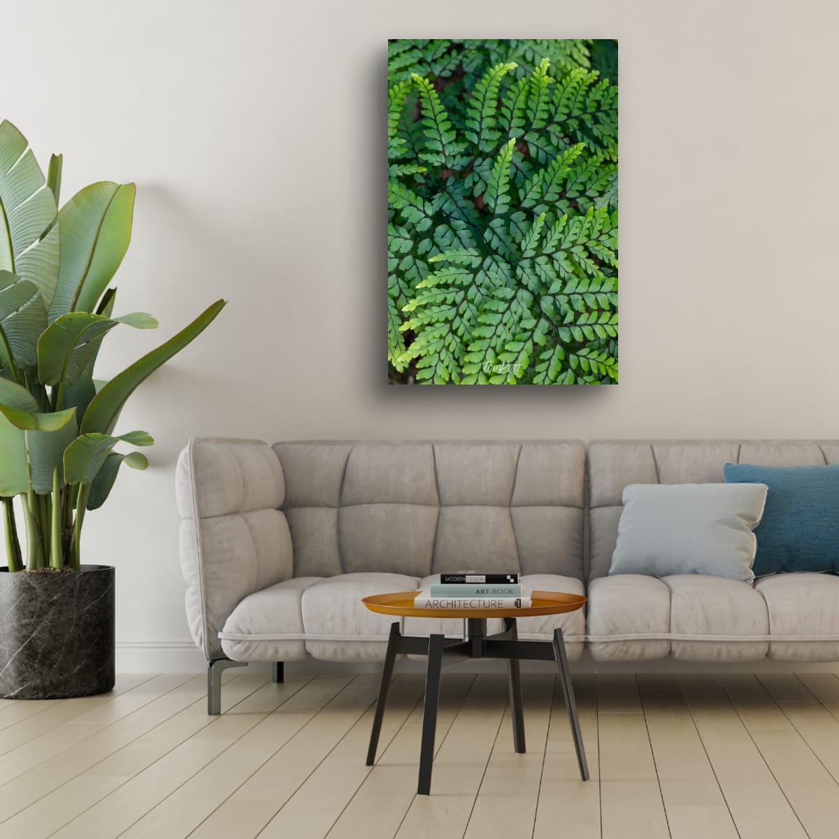 Carnarvon Ferns