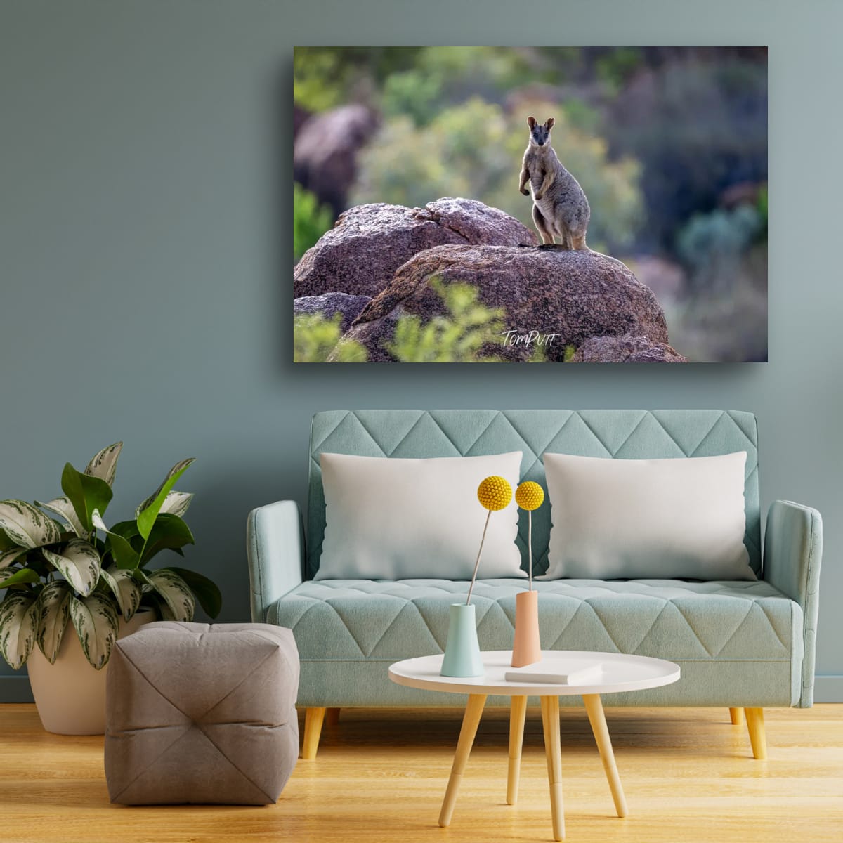 Alert. Purple-Necked Rock Wallabby