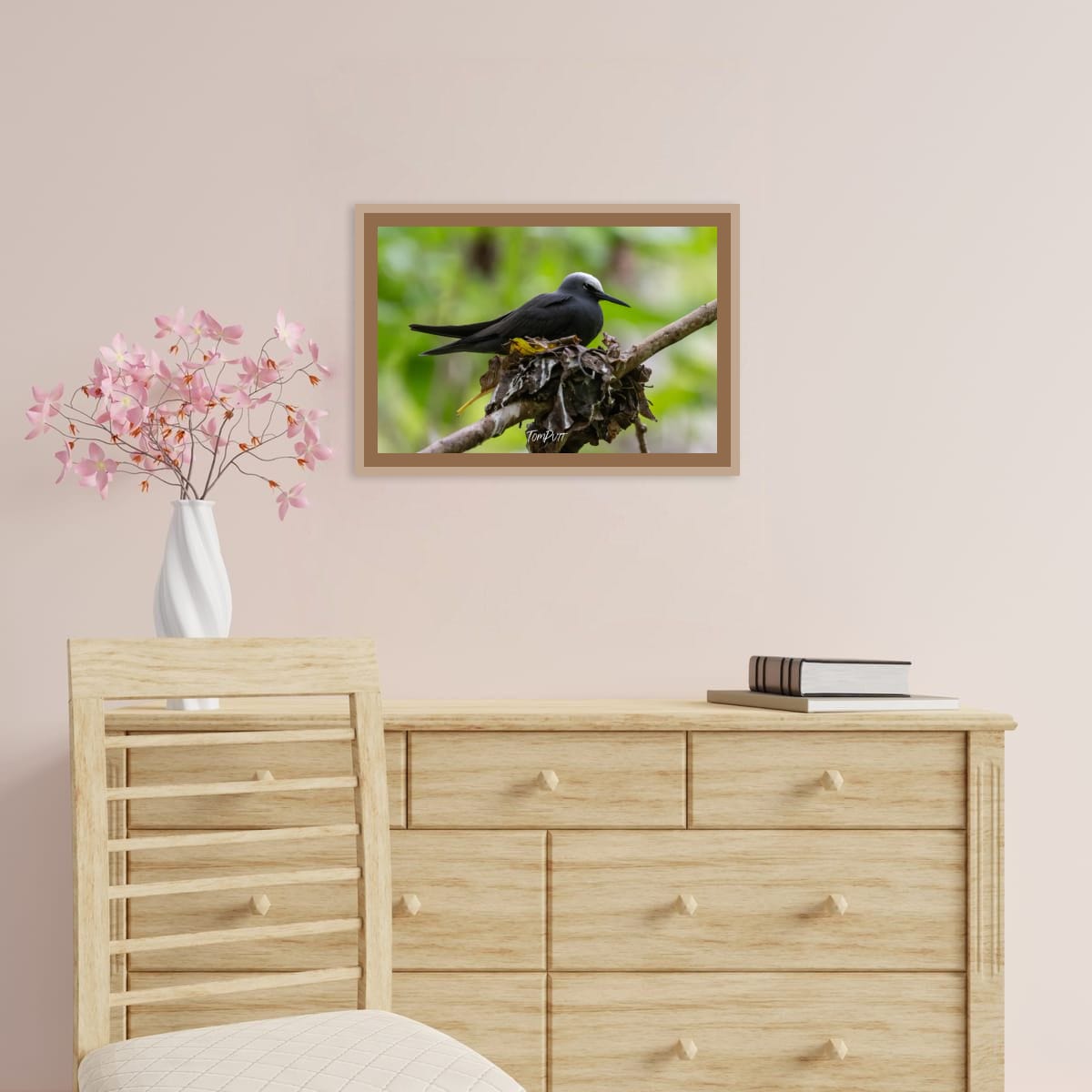 Heron Island Nesting: Black Noddy