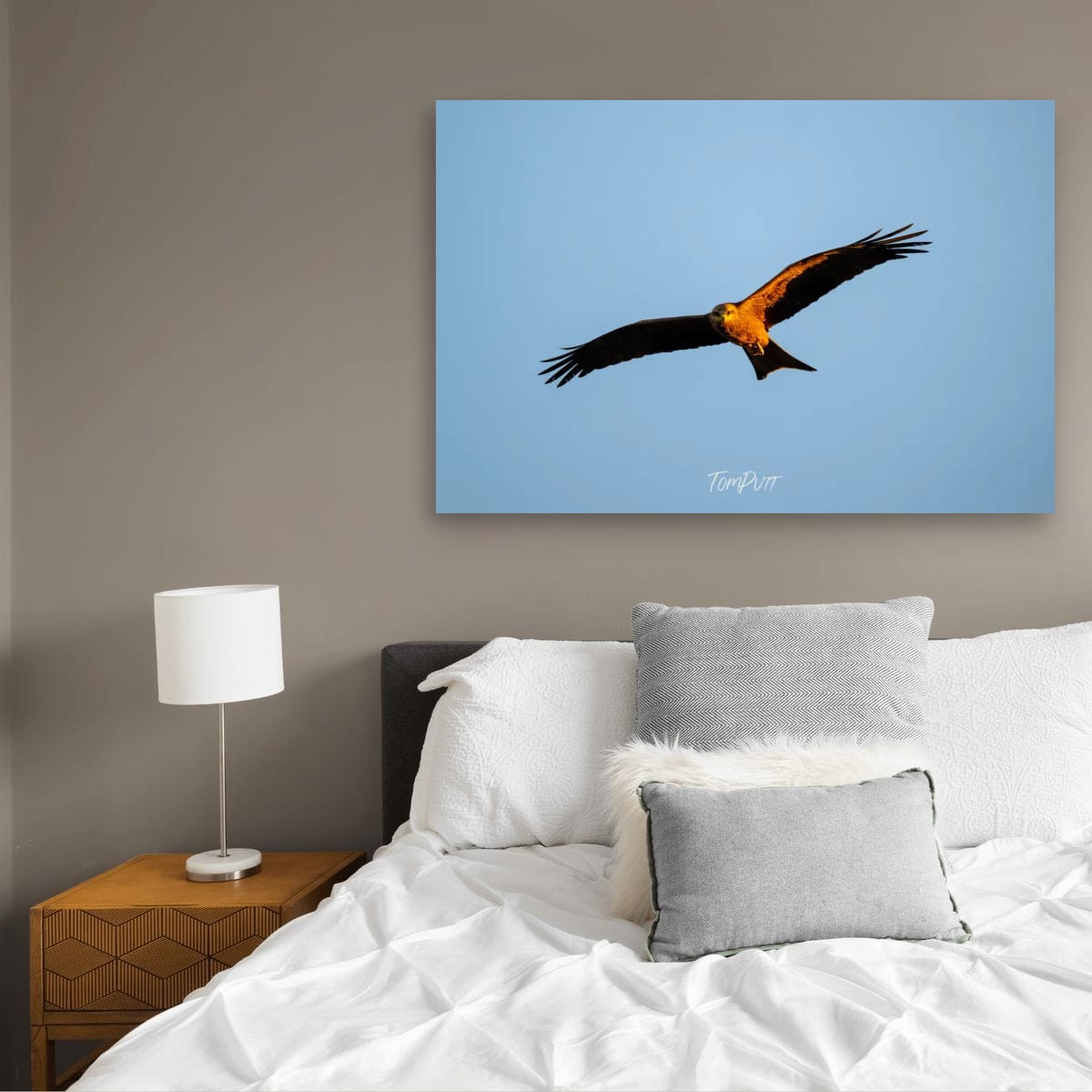 In the Gaze of the Black Kite