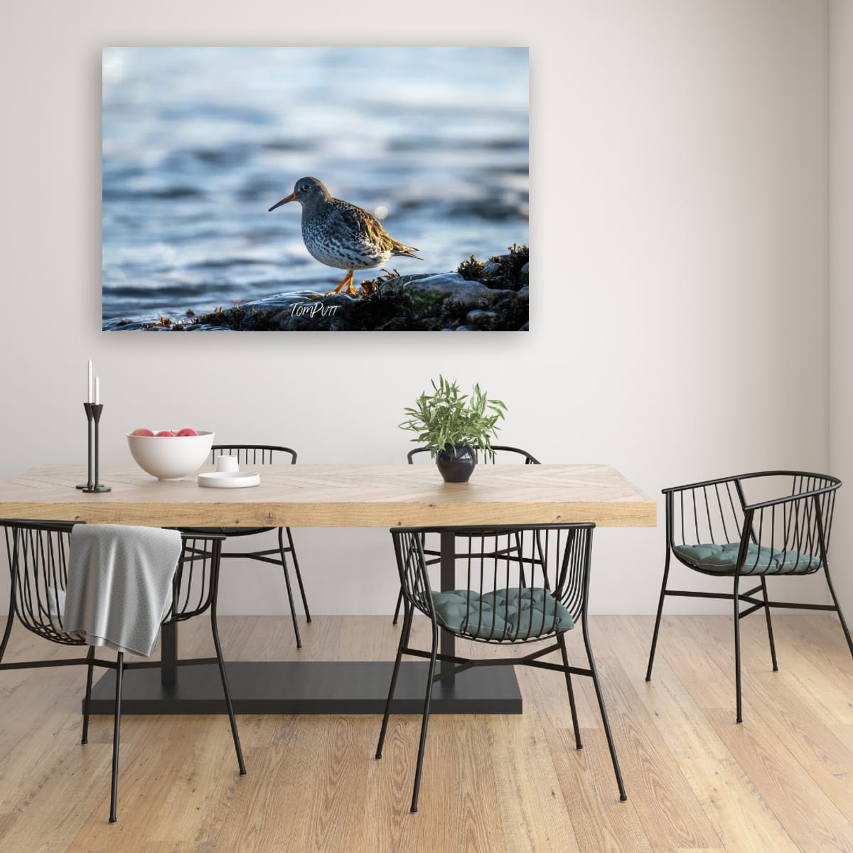 Purple Sandpiper Stroll, Svalbard