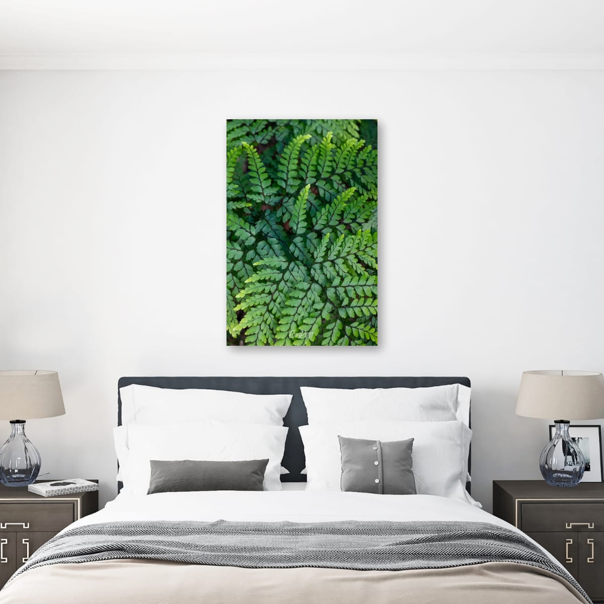 Carnarvon Ferns