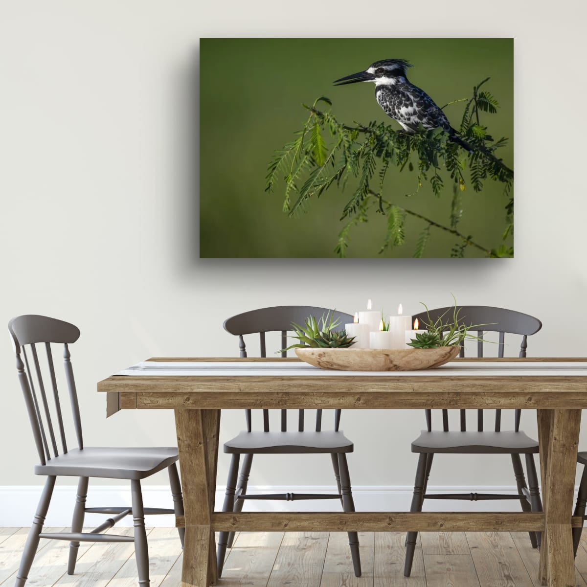 Pied Kingfisher Focus
