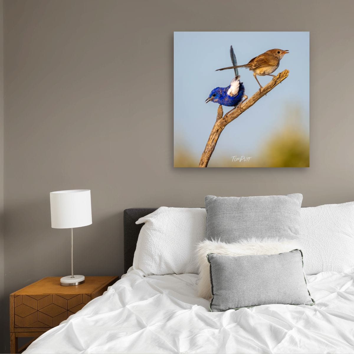 Crossed Tails. White-Winged Fairy Wren