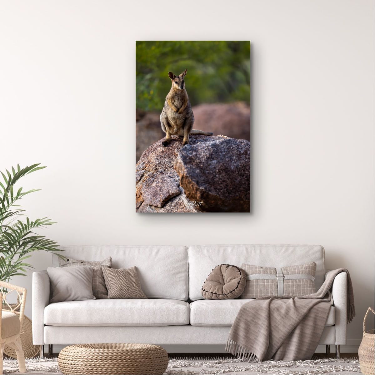 The Boss. Purple-Necked Rock Wallaby