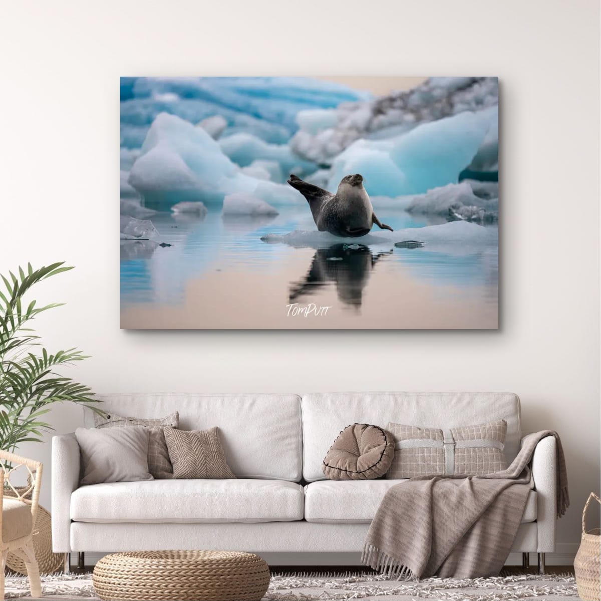 Icebound Seal, Iceland
