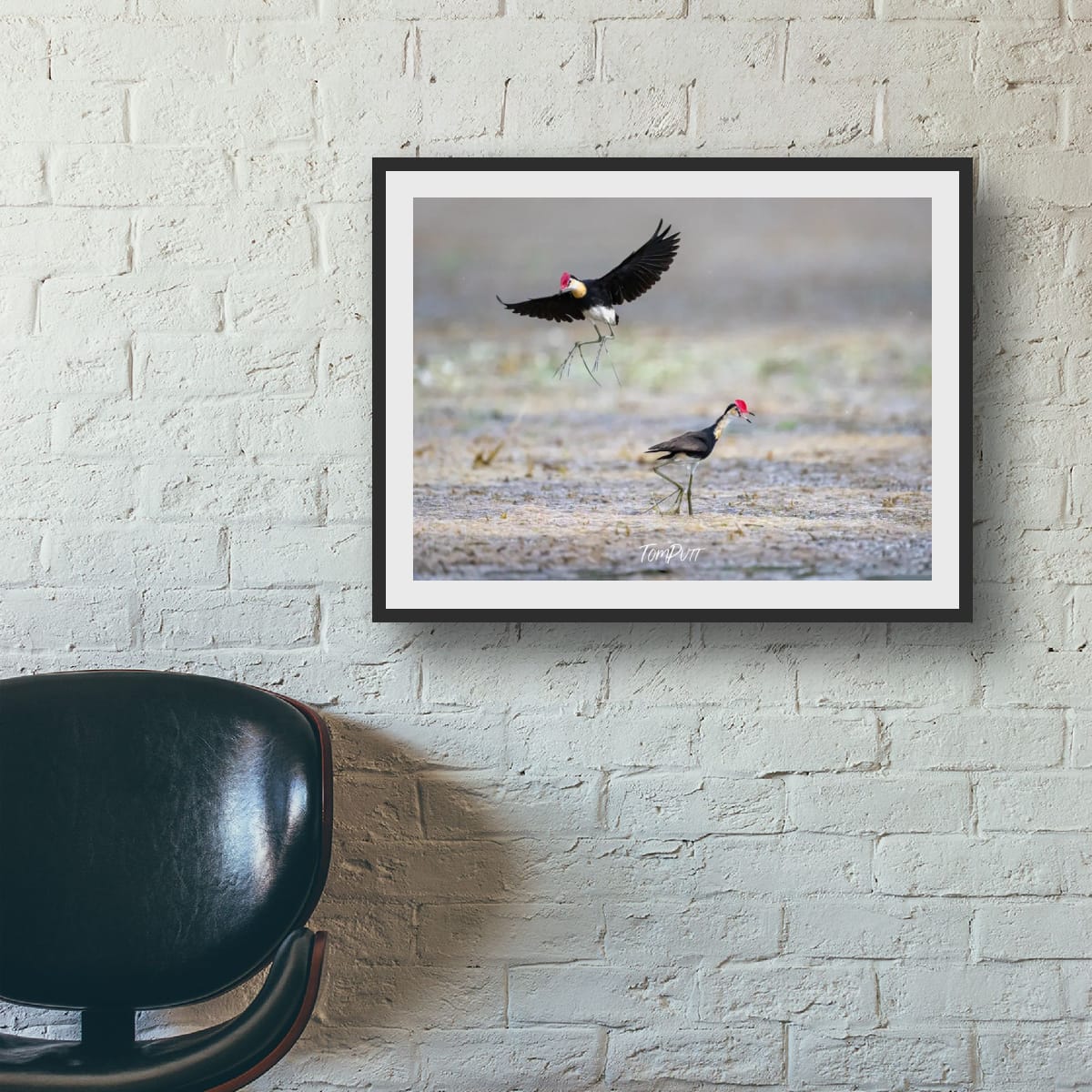 Comb-Crested Jacana Pair
