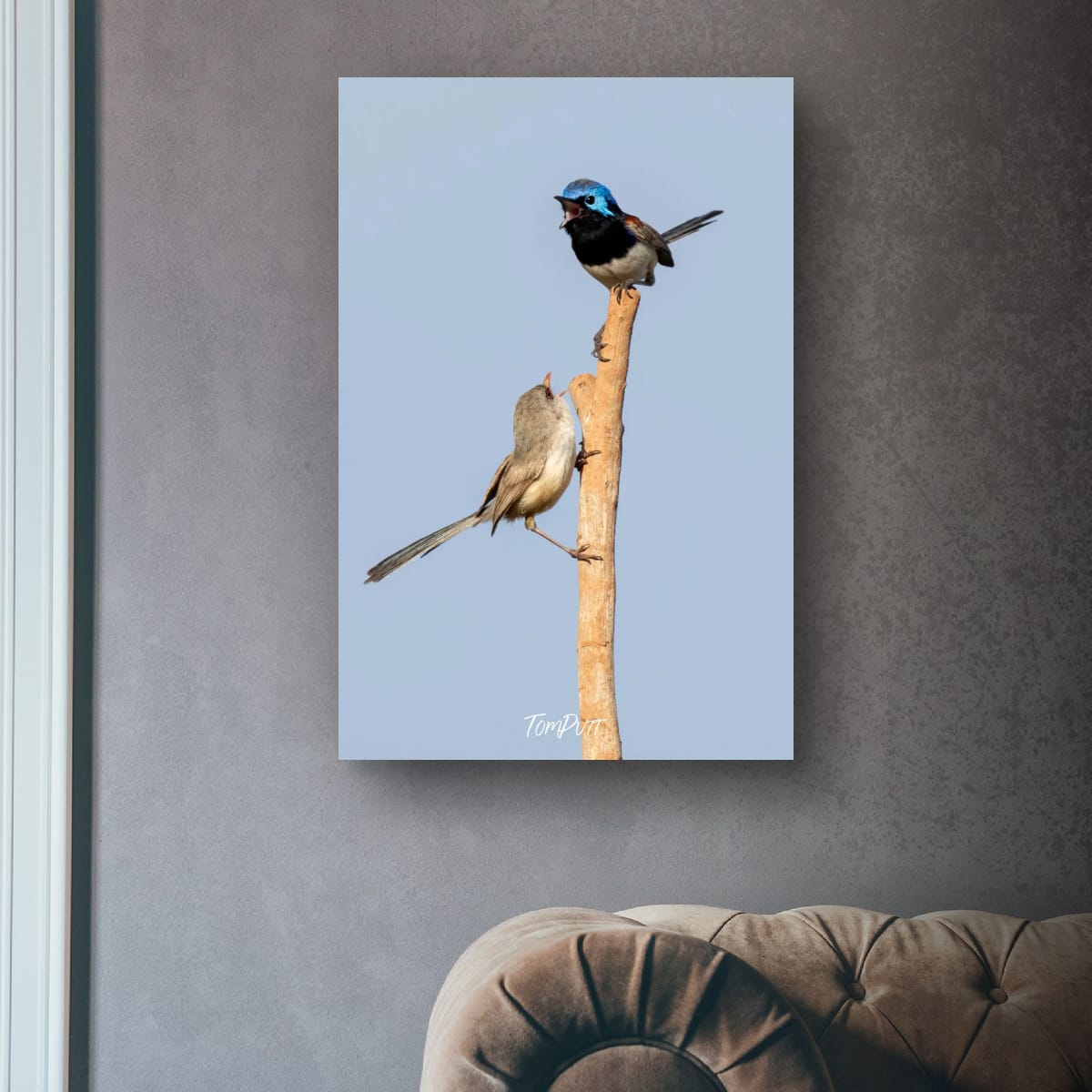 Purple-Backed Fairy Wren Duet