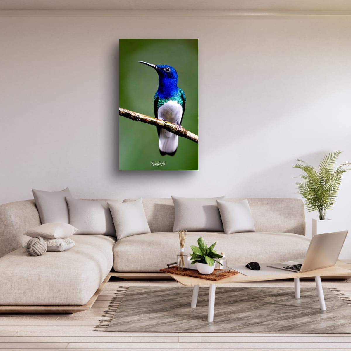 White-necked Jacobin, Costa Rica