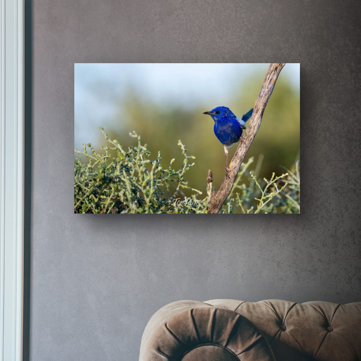 Cobalt Perch. White-Winged Fairy Wren