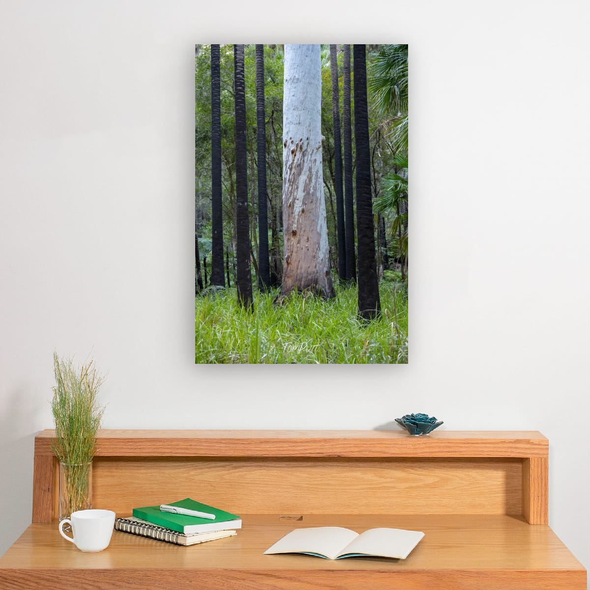 Lone Gum, Carnarvon Gorge