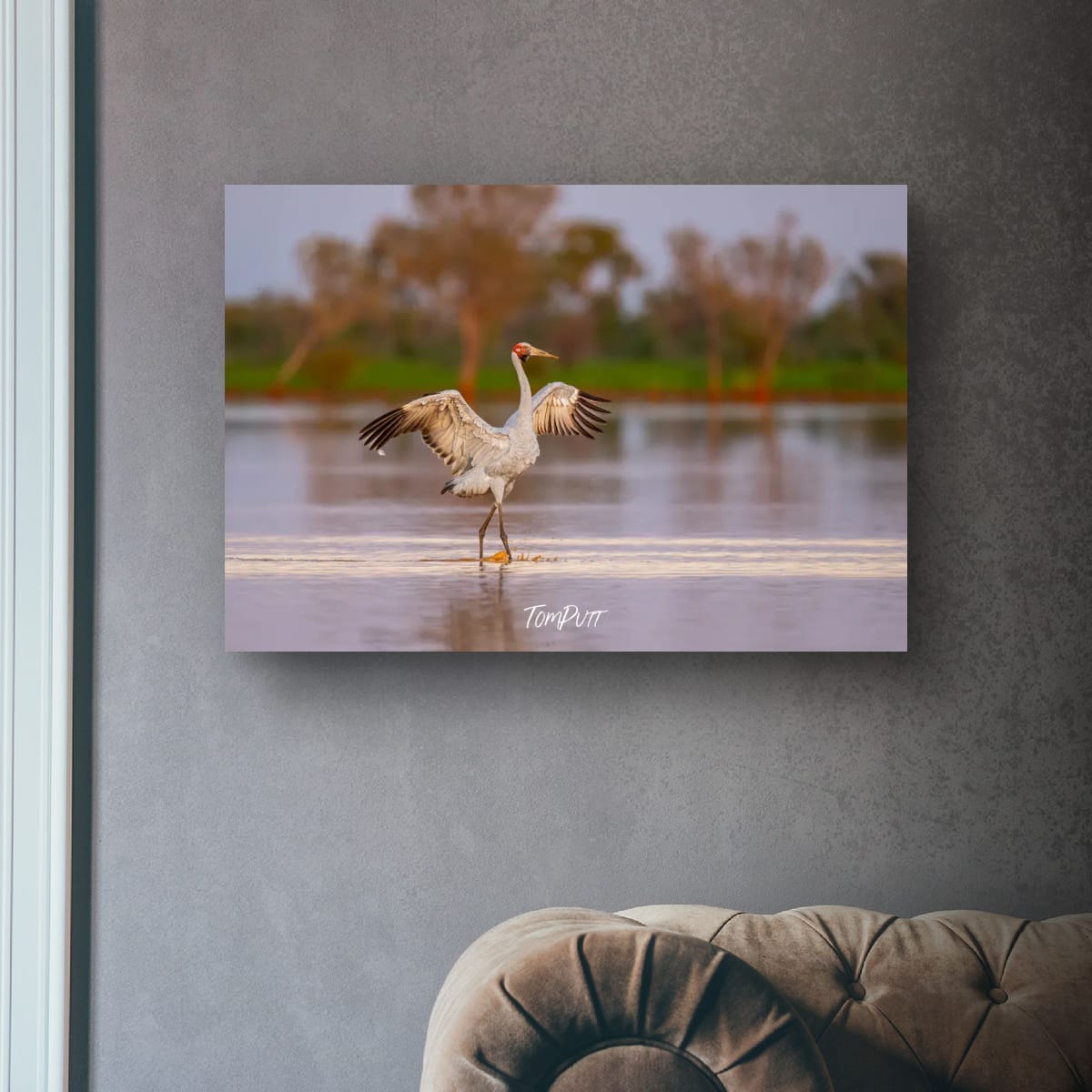 Strutting Brolga