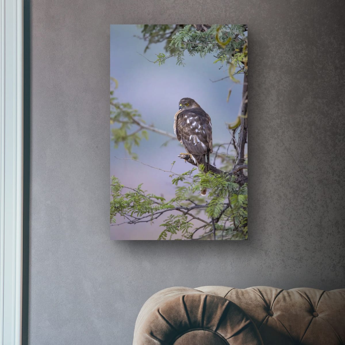 Shikra, Bird of Prey, India