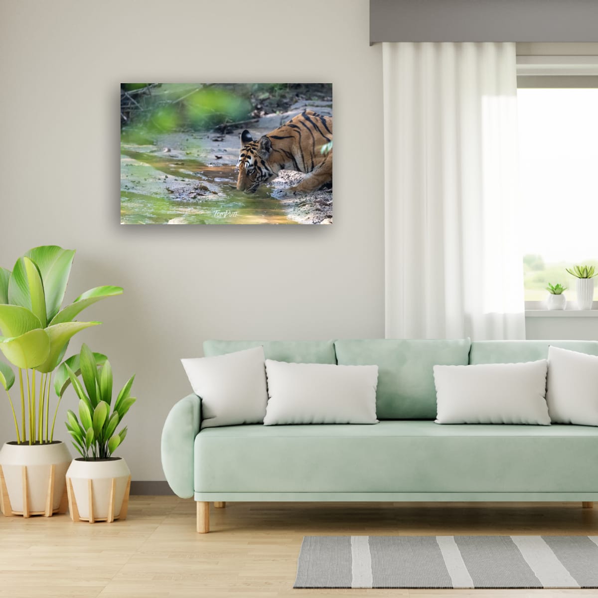 Tiger's Thirst, India