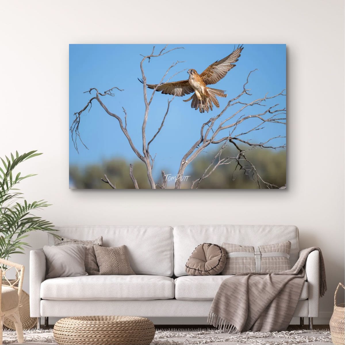 Landing Now. Brown Falcon
