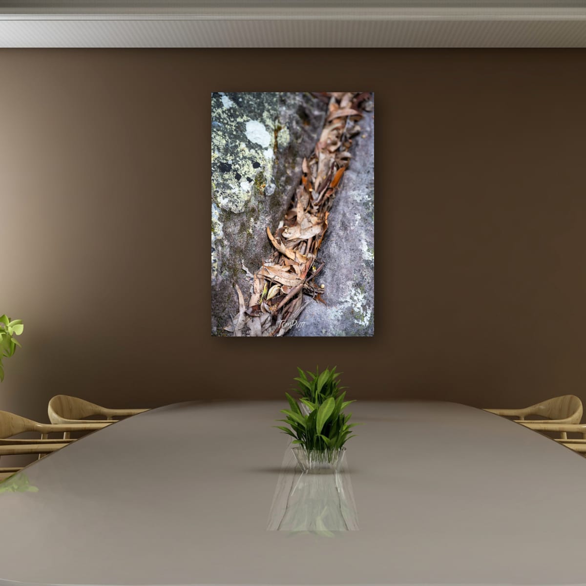 A Gathering of Leaves, Carnarvon Gorge