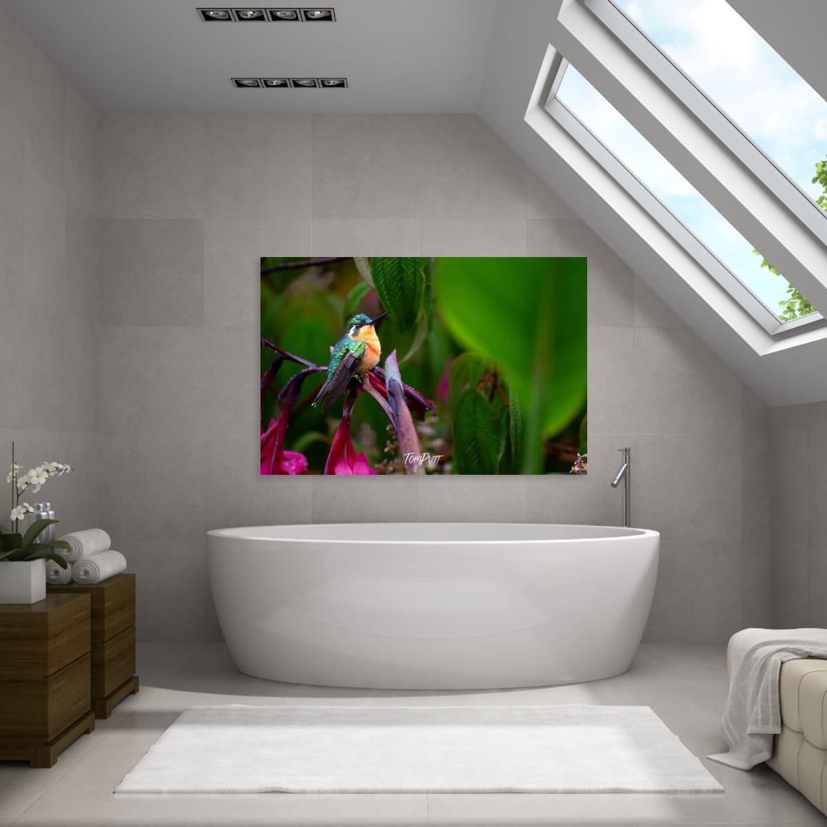 Purple-throated Mountain-gem (female) #2, Costa Rica