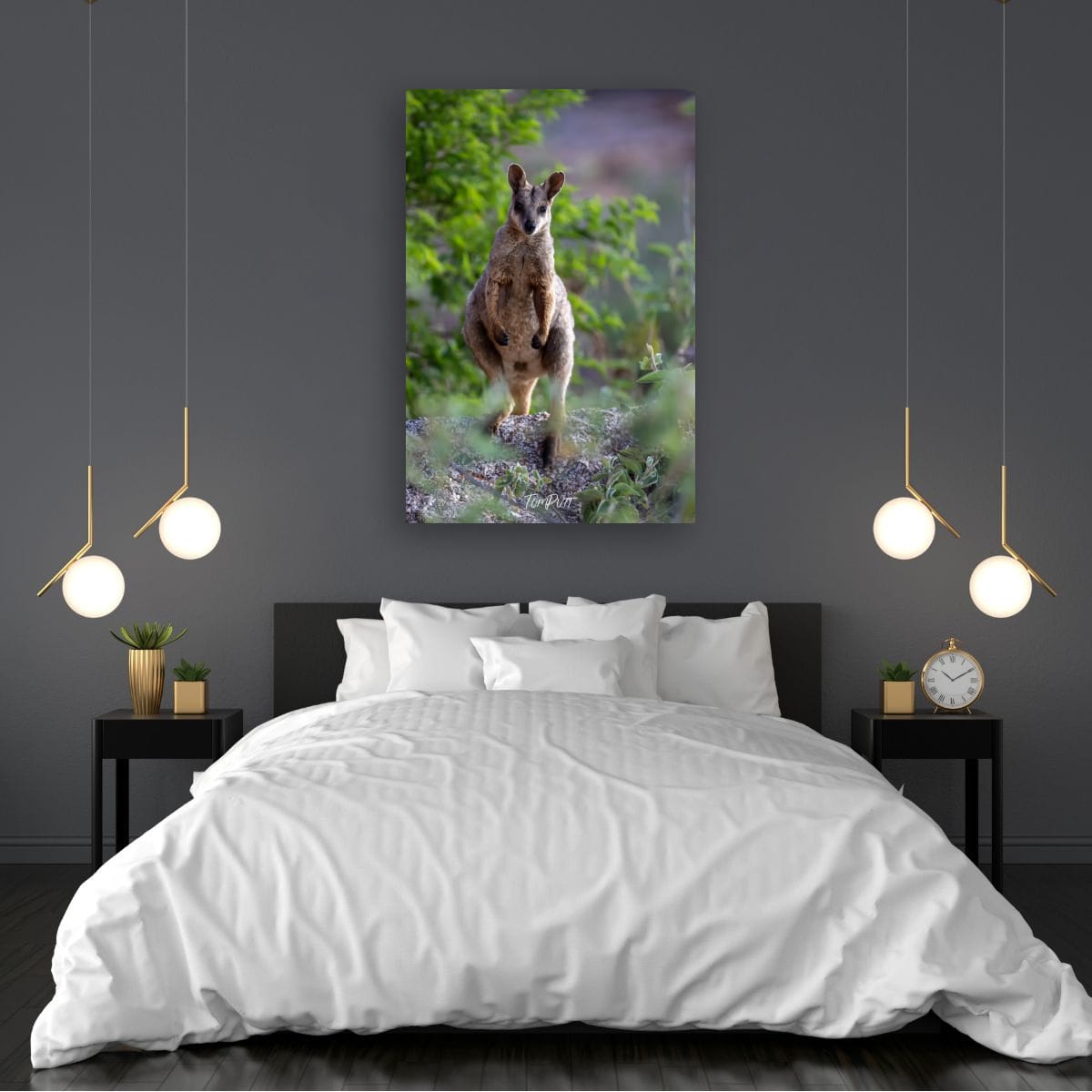 Sentinel. Purple-Necked Rock Wallaby
