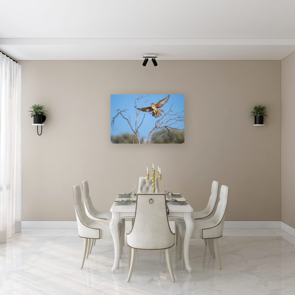 Landing Now. Brown Falcon