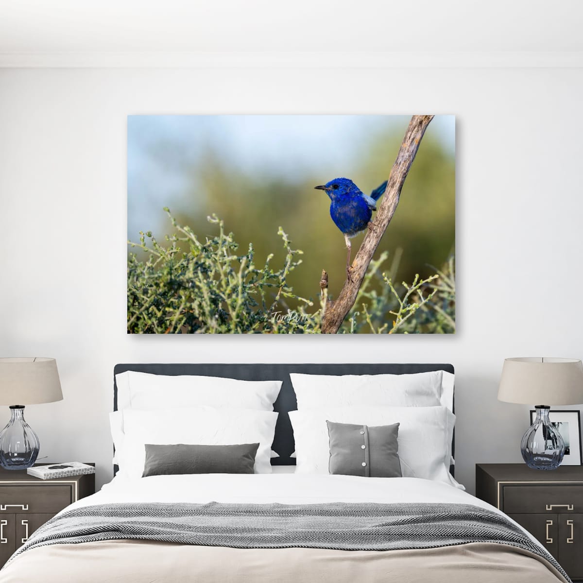 Cobalt Perch. White-Winged Fairy Wren