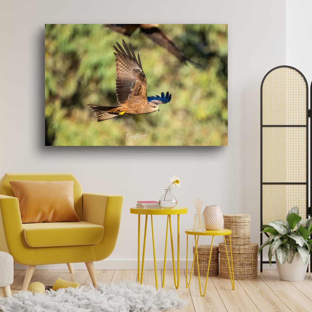 Black Kite Passing By