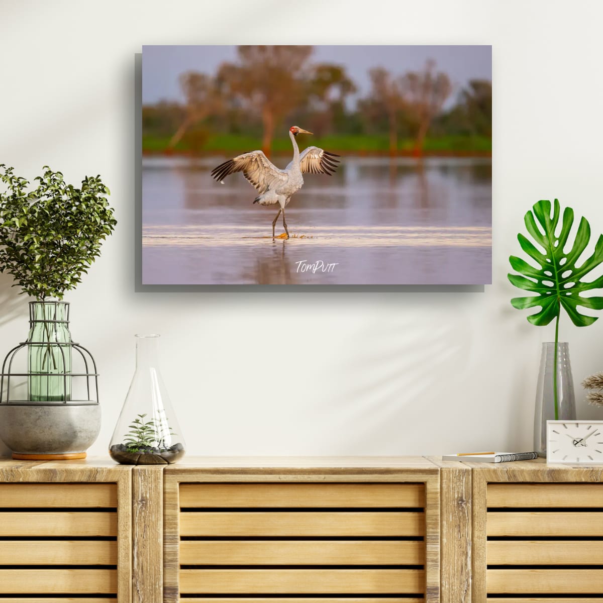 Strutting Brolga