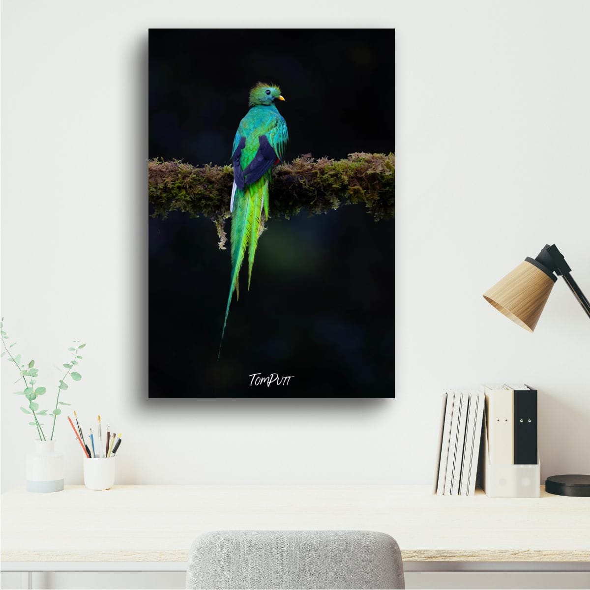 Resplendent Quetzal #3, Costa Rica