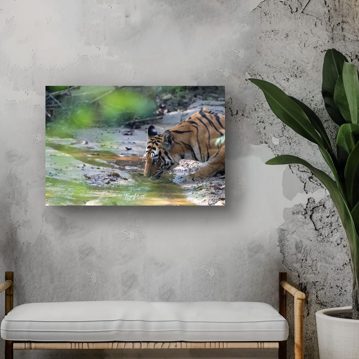 Tiger's Thirst, India