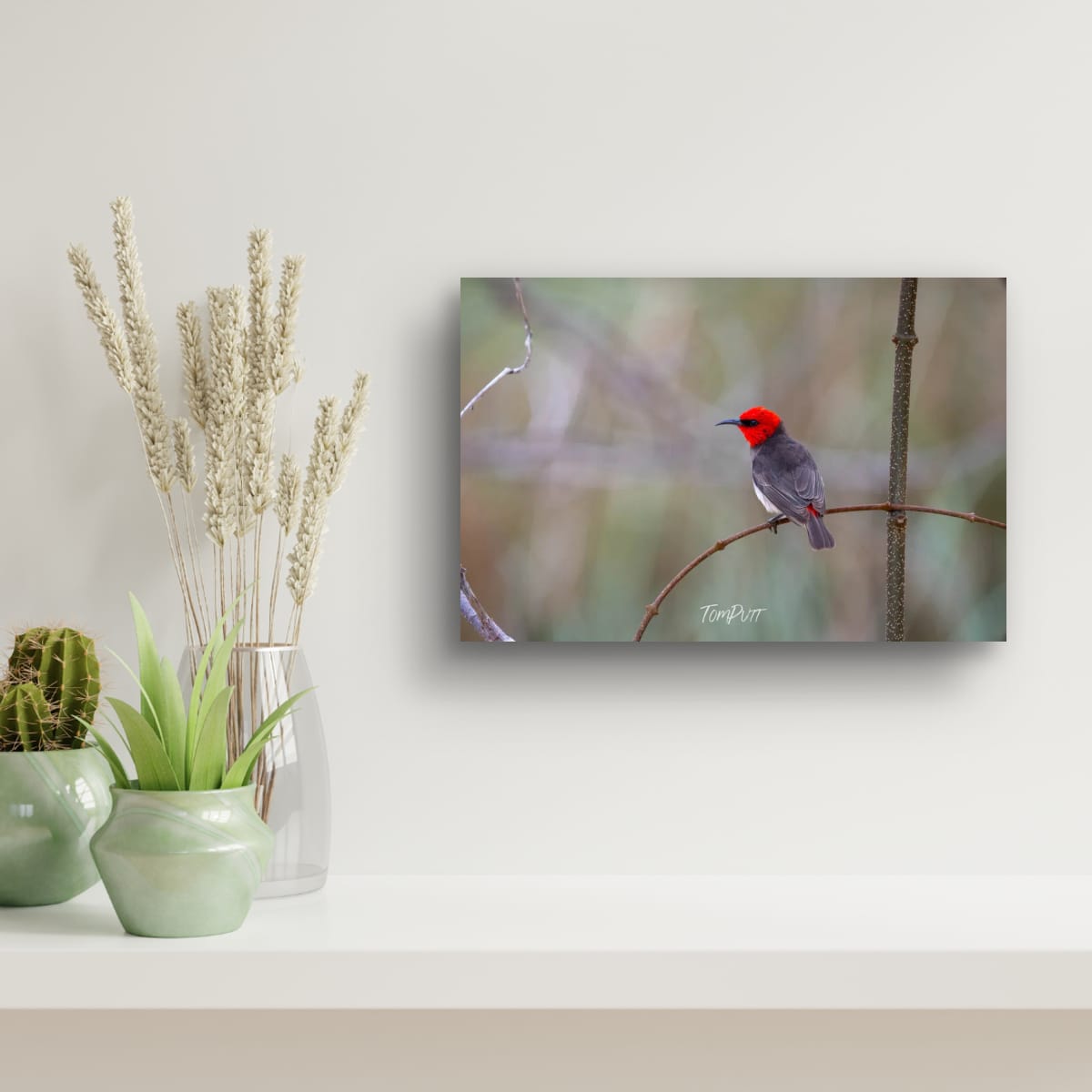 Intensity. Red-Headed Honeyeater