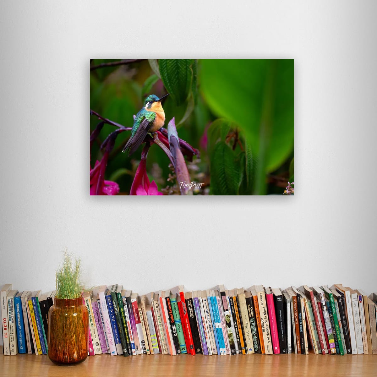 Purple-throated Mountain-gem (female) #2, Costa Rica